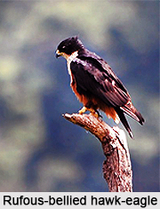 Rufous-Bellied Hawk-Eagle, Indian Bird