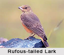 Rufous-Tailed Lark, Indian Bird