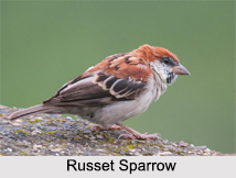 Indian Sparrows, Indian Bird