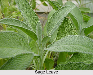 Sage, Indian Spice