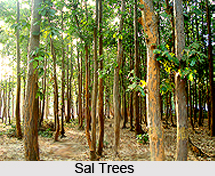 Natural Resources of Uttar Pradesh