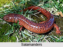 Amphibians