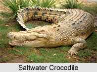 Saltwater Crocodile, Indian Reptile