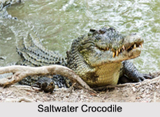 Indian Crocodiles