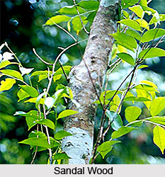 Treatment for Snake Bites, Agni Purana