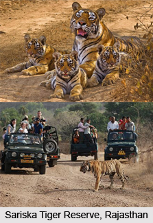 Sariska Tiger Reserve, Rajasthan