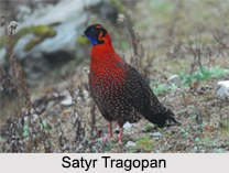 Indian Tragopans, Indian Bird