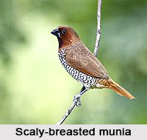 Scaly-Breasted Munia, Indian Bird