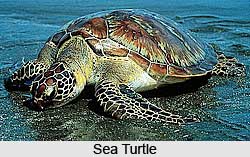 Turtle, Marine Species