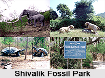 Shivalik Fossil Park, Himachal Pradesh
