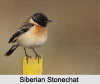 Siberian Stonechat, Indian Bird