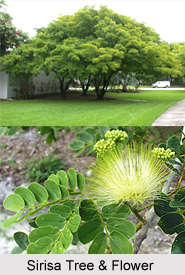 Sirisa, Indian Medicinal Plant