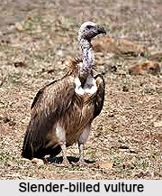 Slender-Billed Vulture, Indian Bird