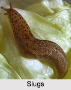 Slugs, Gastropod Mollusc, Geography of India