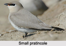Small Pratincole, Indian Bird