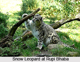 Rupi Bhaba Sanctuary, Kinnaur District, Himachal Pradesh
