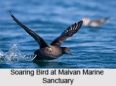 Malvan Marine Sanctuary, Sindhudurg District, Maharashtra