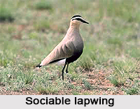 Sociable lapwing, Indian Bird