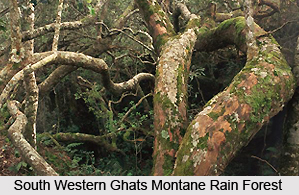 South Western Ghats Montane Rain Forests in India
