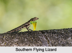 Indian Lizards, Reptiles