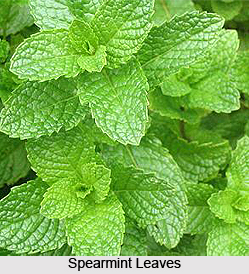Spearmint