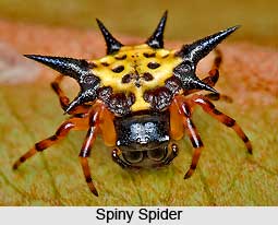 Spider, Insect