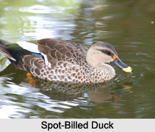 Indian Ducks