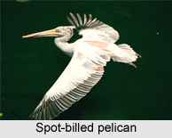 Spot-Billed Pelican, Indian Bird