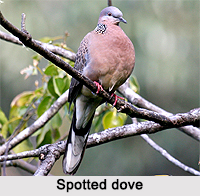 Spotted Dove, Indian Bird