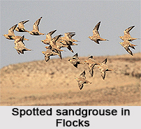 Spotted Sandgrouse, Indian Bird