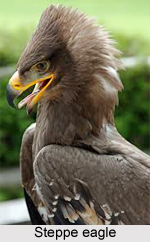 Steppe eagle, Indian Bird