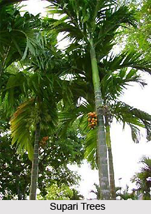Supari, Gubak, Indian Medicinal Plant