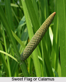 Sweet Flag or Calamus