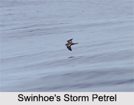Indian Petrels, Indian Birds