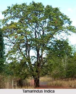 Flora of Ranthambore Tiger Reserve
