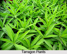 Tarragon