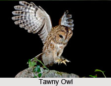 Tawny Owl, Indian Bird