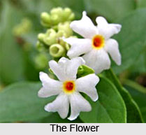 Tree Of Sorrow  , Indian Shrub
