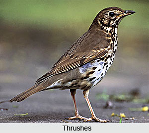 Thrushes, Indian Birds