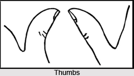 Types of Thumbs, Palmistry