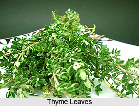 Thyme Leaves