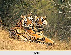 National Parks in Rajasthan