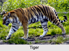 Wildlife in Karnataka