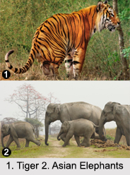 Wildlife in North India