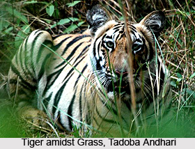 Tadoba National Park, Chandrapur, Maharashtra