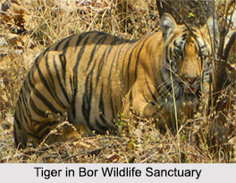 Bor Wildlife Sanctuary, Wardha district, Maharashtra
