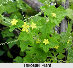 Trikosaki, Indian Medicinal Plant