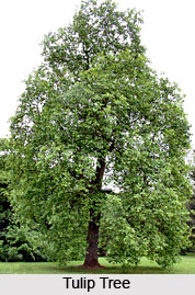 Tulip Tree