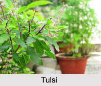 Indian Medicinal Plants