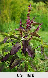 Natural Remedy for Malaria, Naturopathy